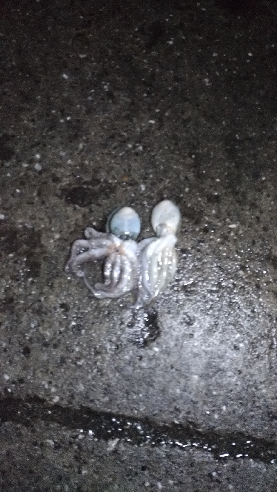 6/11釣果キビレタコアジサバ