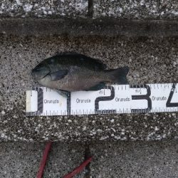 6/14釣果チヌ梅雨グレツバス小サバ豆アジ