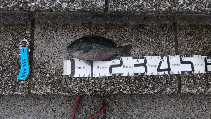 6/14釣果チヌ梅雨グレツバス小サバ豆アジ