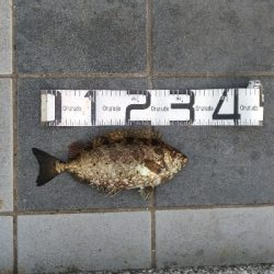 6/21釣果アイゴサンバソウチヌツバスグレアジ小サバチャリコ