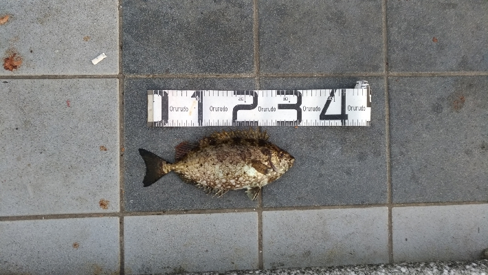 6/21釣果アイゴサンバソウチヌツバスグレアジ小サバチャリコ