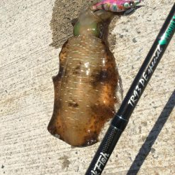 春アオリ？エギング釣果