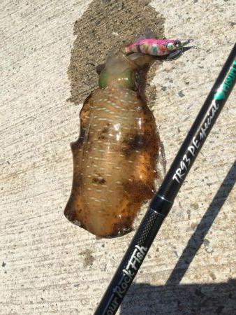 春アオリ？エギング釣果