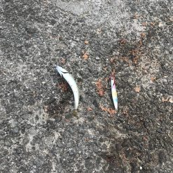 豆とサバイバル