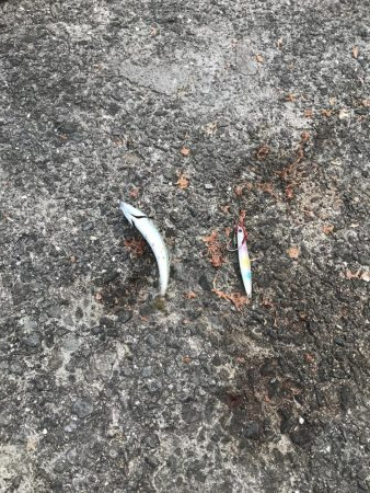 豆とサバイバル