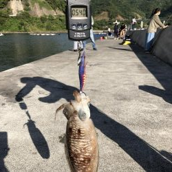 アオリイカ狙いからの…