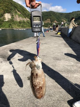 アオリイカ狙いからの…