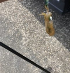 アジ、アオリイカ