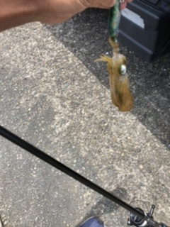 アジ、アオリイカ