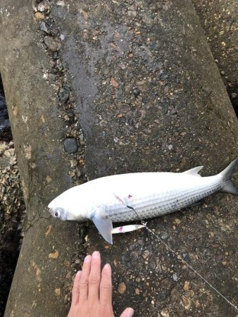 強風にお邪魔むし