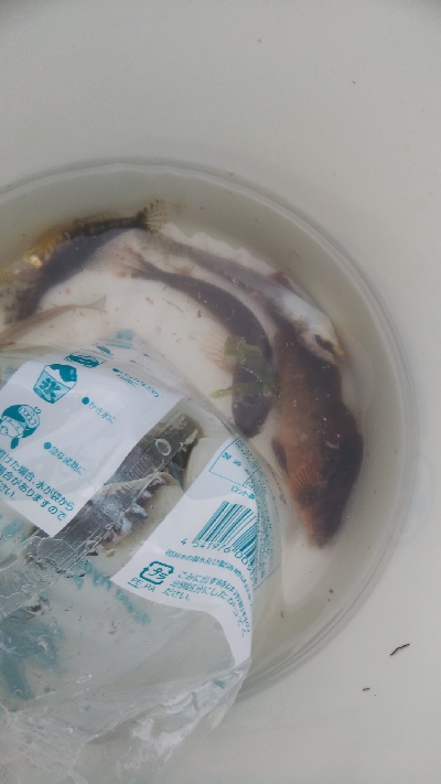 須磨で投げ釣り