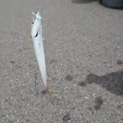 大物不発、小サバ祭り