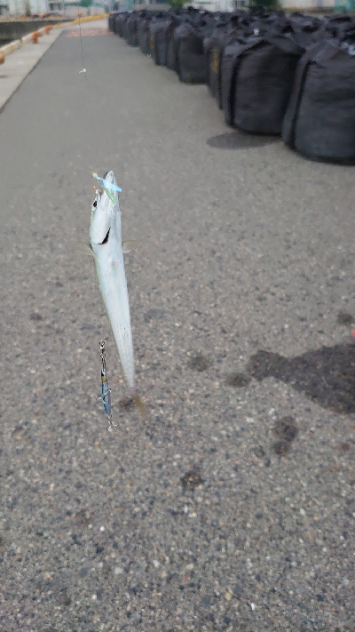 大物不発、小サバ祭り