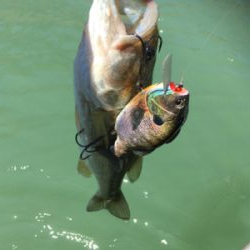 プラグメインで