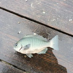 カタタのイカダ