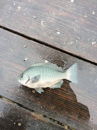 カタタのイカダ