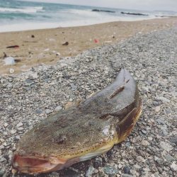 荒れたサーフ狙いはスズキ