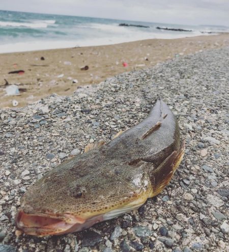 荒れたサーフ狙いはスズキ