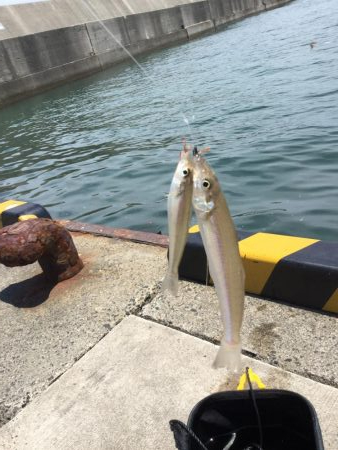 港内キスに豆アジ賑わってます