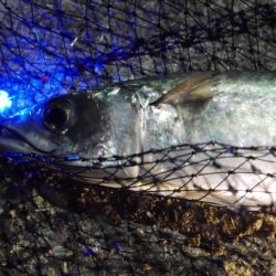 中、大サバ回遊開始！