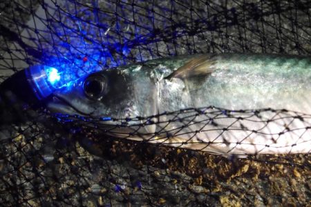 中、大サバ回遊開始！