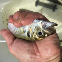 サビキアジ釣りサイズアップ
