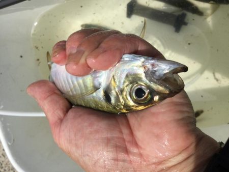 サビキアジ釣りサイズアップ