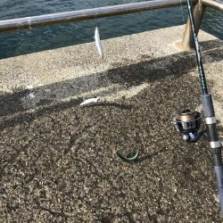 梅雨入りイワシ