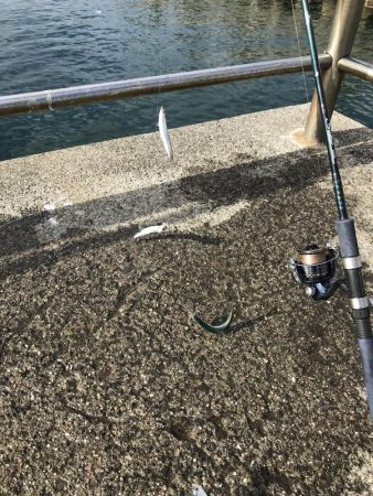 梅雨入りイワシ