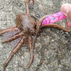 昼まで粘って13匹総重量4.5kgOVER