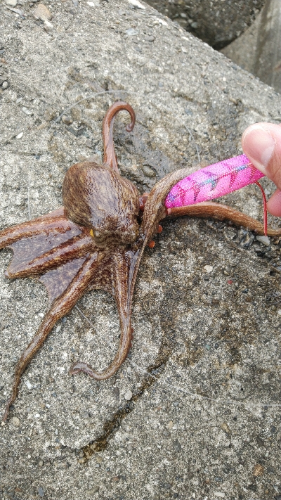 昼まで粘って13匹総重量4.5kgOVER