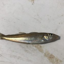 アジ発見！中アジをツヌケでゲット！