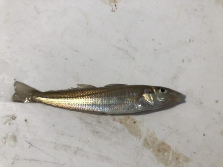 アジ発見！中アジをツヌケでゲット！