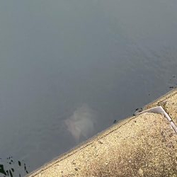 コブダイハント失敗