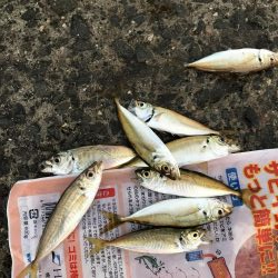 夕立、アジは渋い