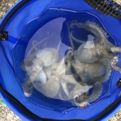 オクトパッシング