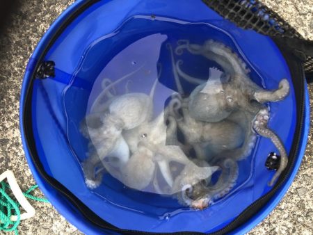 オクトパッシング