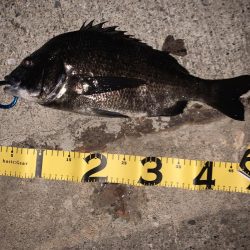 ナイトチニング