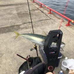 無限サバ天国♾