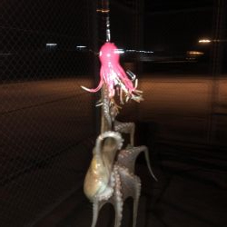 5ゲット2キープ3逃走！タコまつり開催中