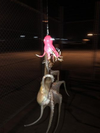 5ゲット2キープ3逃走！タコまつり開催中