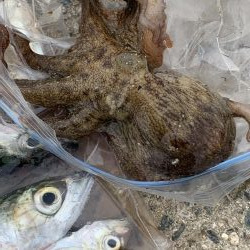 コロナ休み⇄釣り