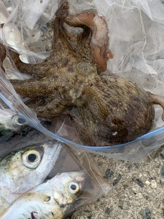 コロナ休み⇄釣り