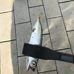 やっぱりさば祭り