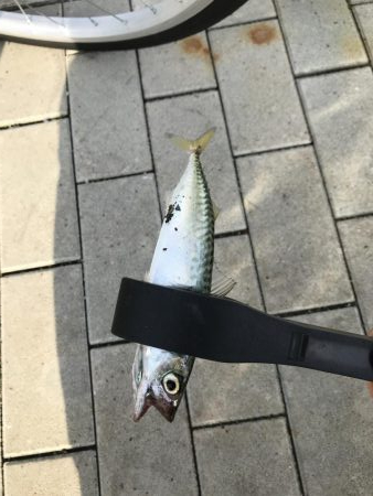 やっぱりさば祭り