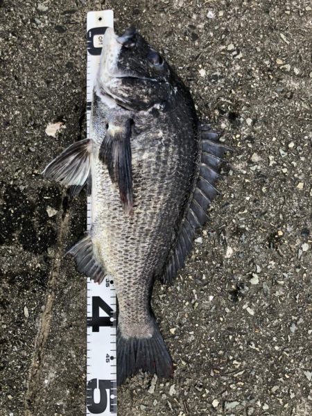 イチノ兄弟、釣果！