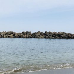 今年初のキス釣り。