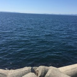 小サバに無視されガッシー