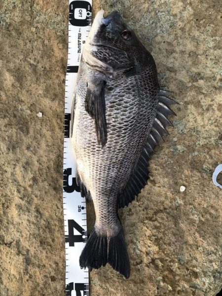 イチノ兄弟、釣果！