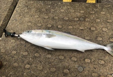 雨の神戸空港でブリ！